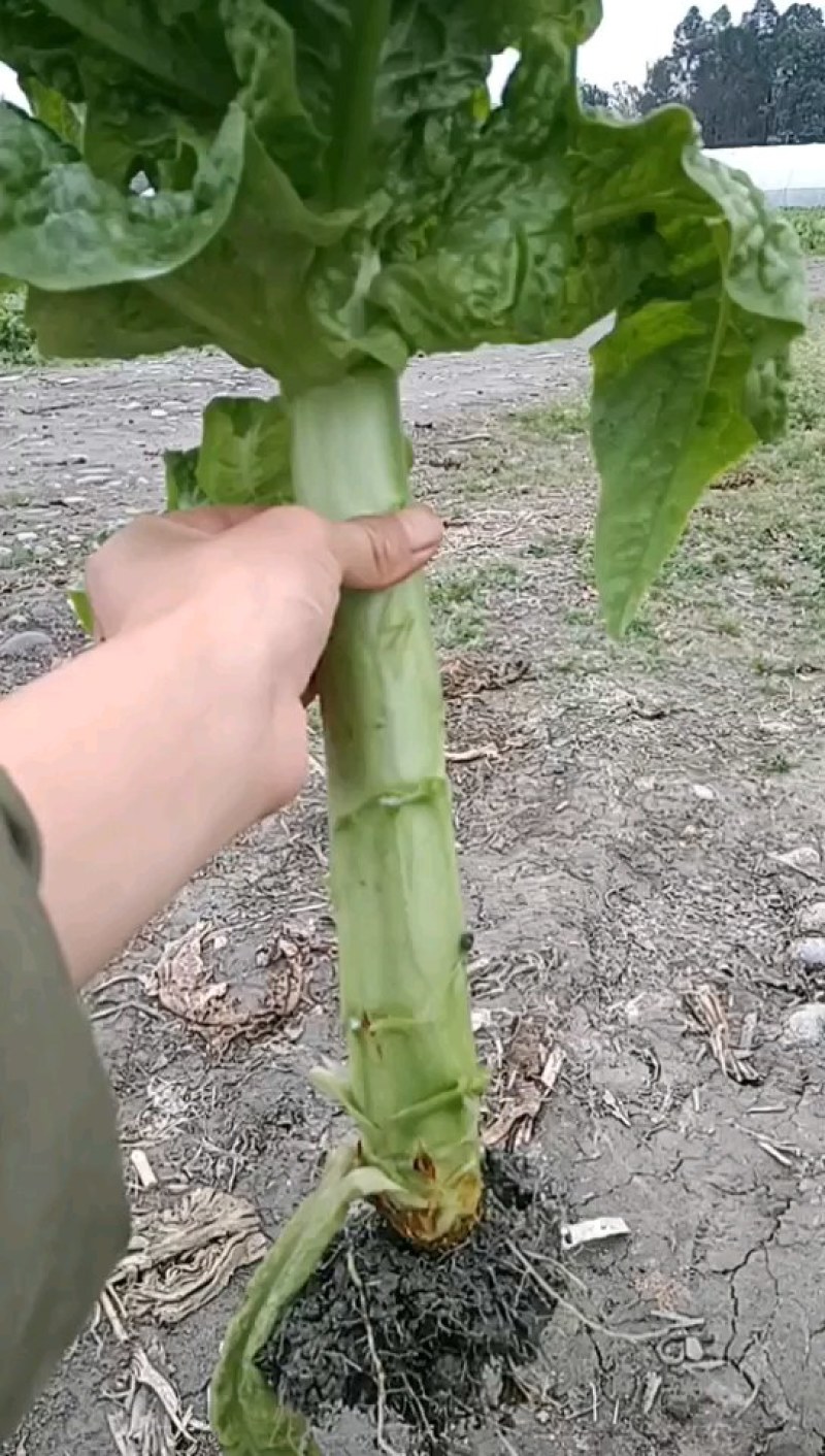 三青莴笋青优一号包走车现场看货欢迎老板电话联系