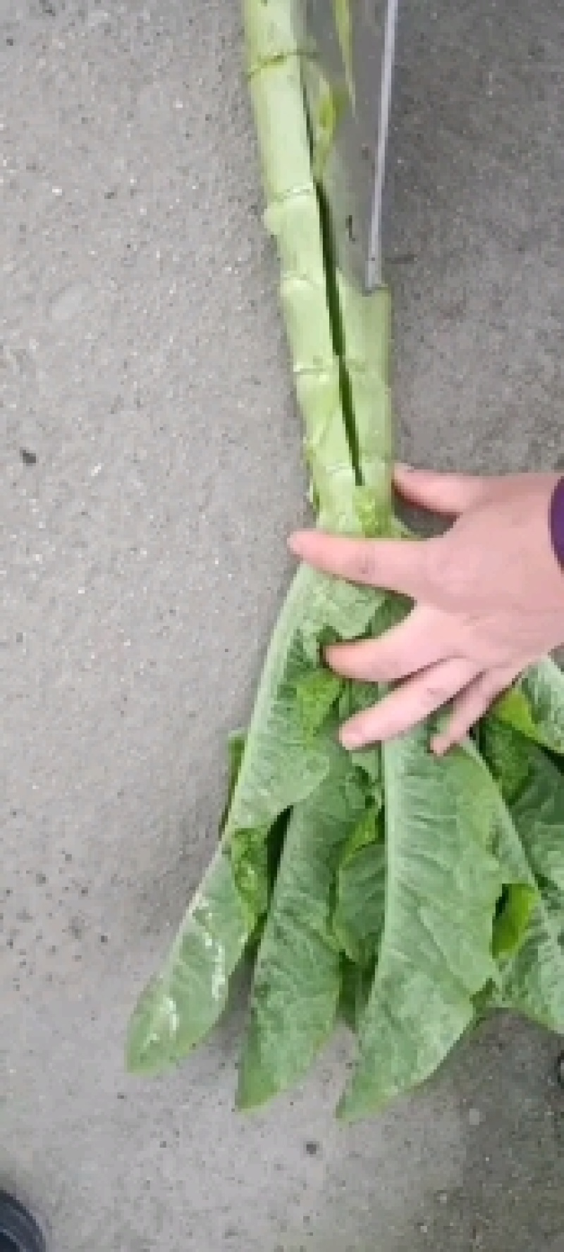 三青莴笋青优一号包走车现场看货欢迎老板电话联系