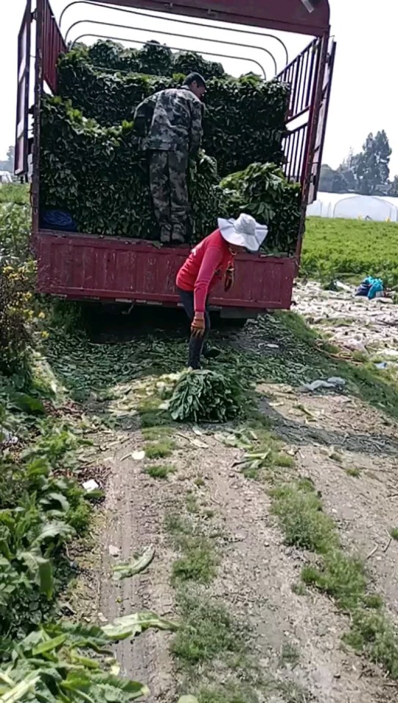三青莴笋青优一号包走车现场看货欢迎老板电话联系