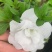 皋月系列杜鹃花：【玉玲】