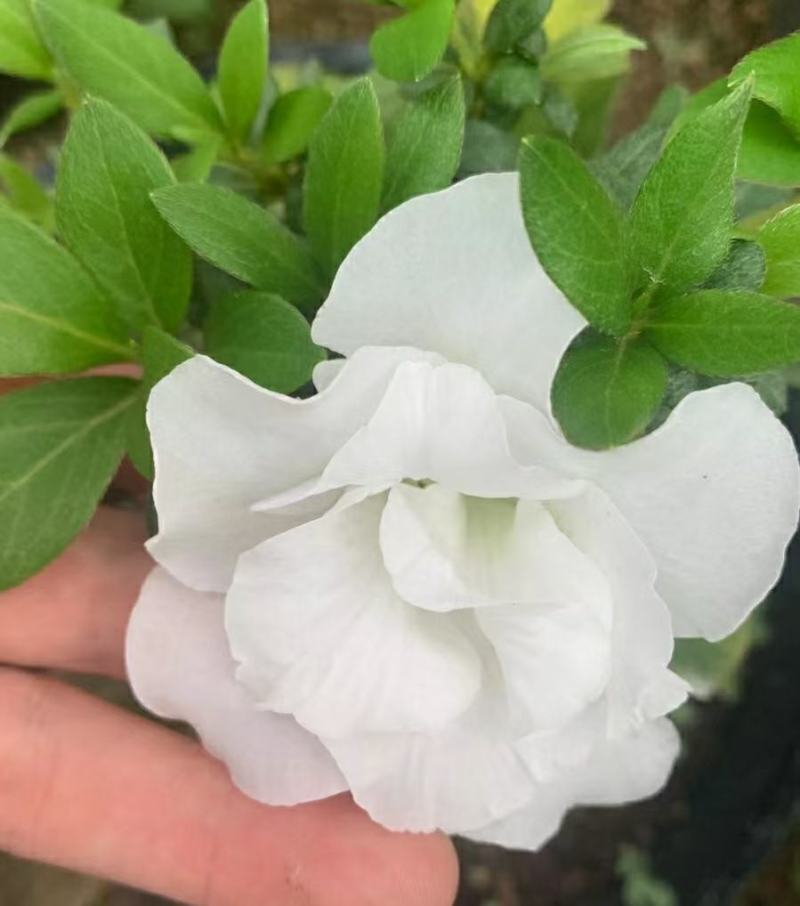 皋月系列杜鹃花：【玉玲】