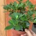 皋月系列杜鹃花：【玉玲】