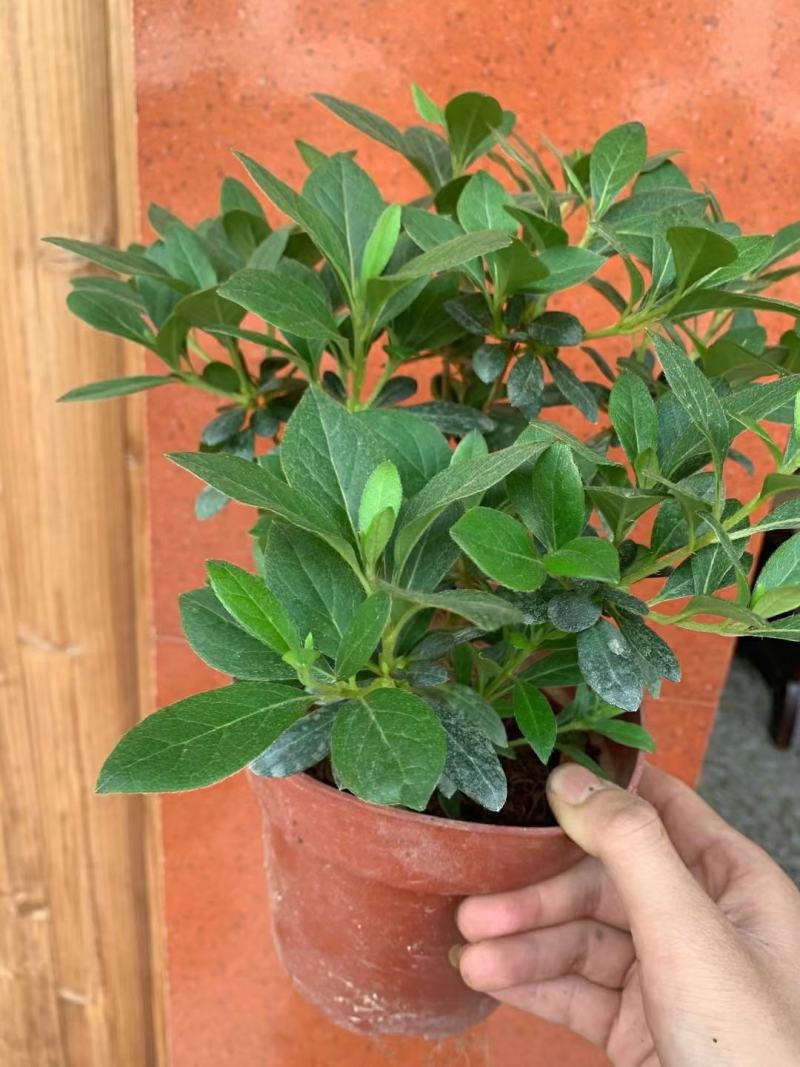 皋月系列杜鹃花：【玉玲】