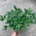皋月系列杜鹃花：【玉玲】