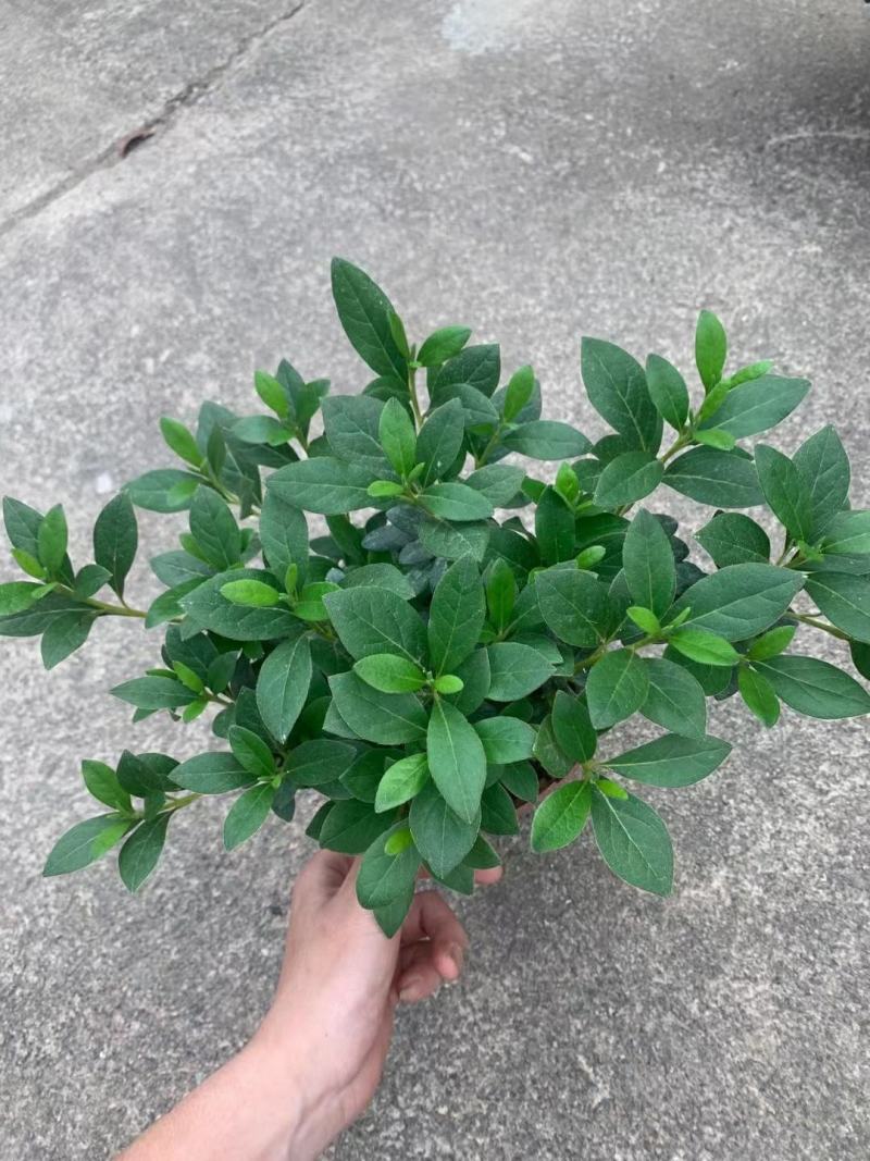 皋月系列杜鹃花：【玉玲】