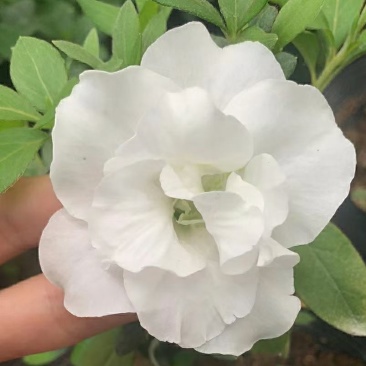 皋月系列杜鹃花：【玉玲】