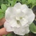 皋月系列杜鹃花：【玉玲】