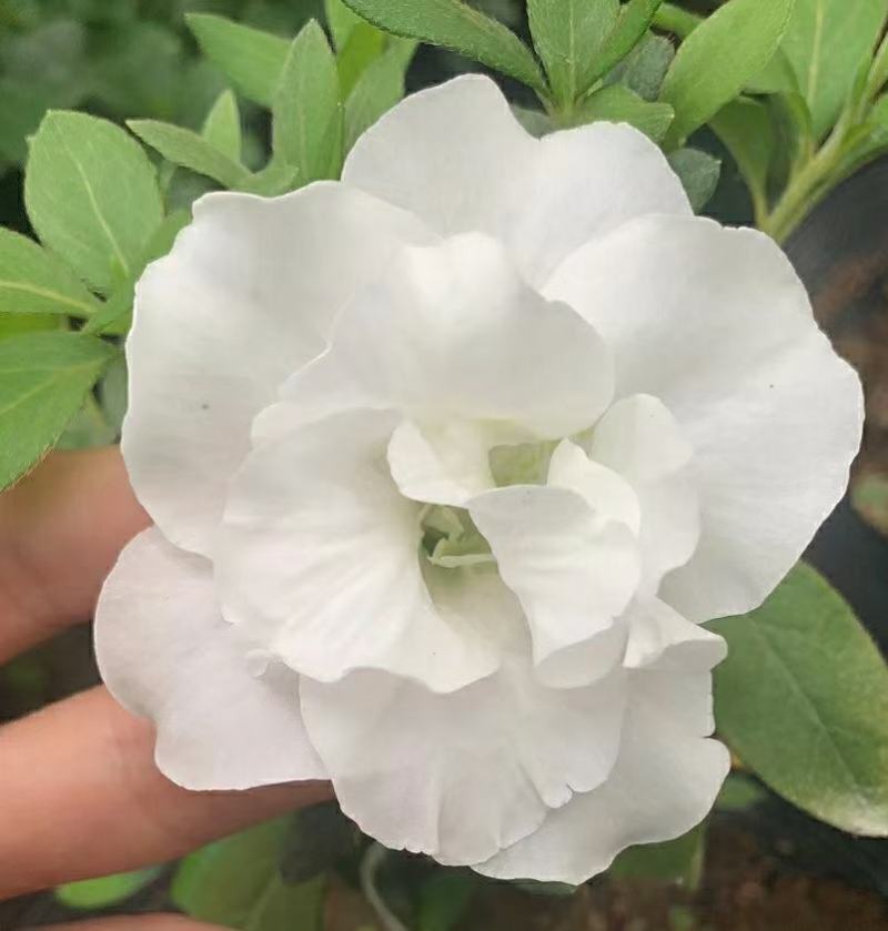 皋月系列杜鹃花：【玉玲】