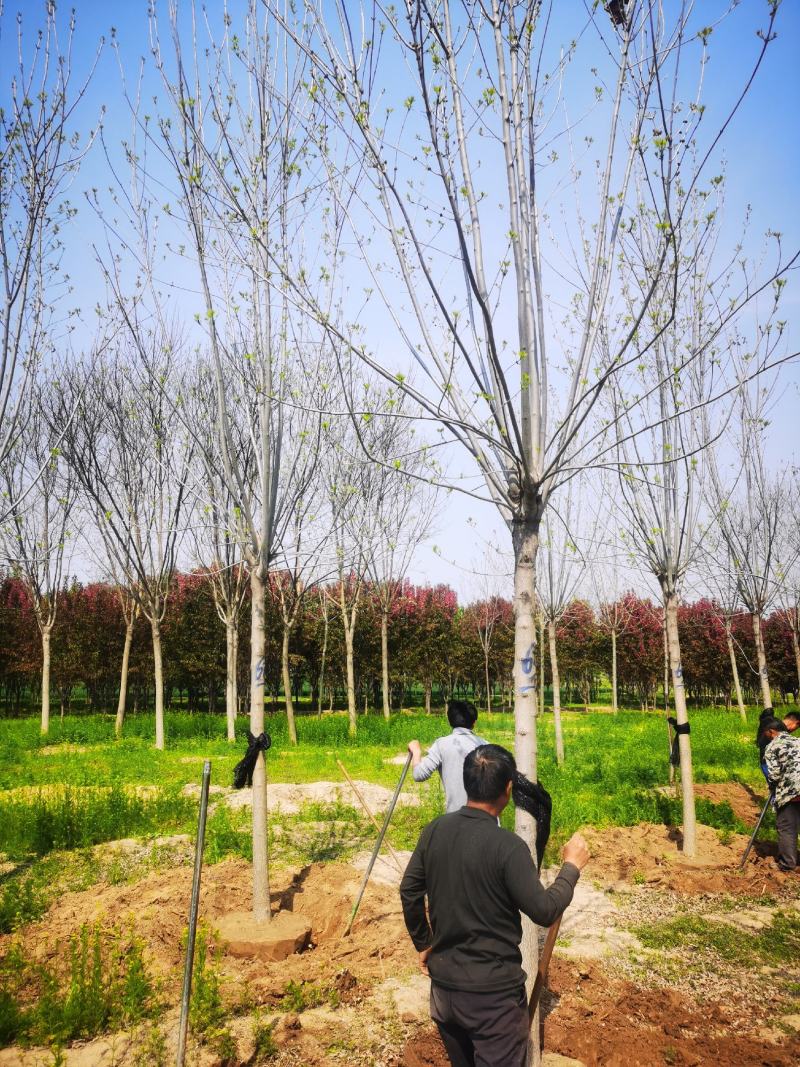 白蜡，黄蜡，分支点2.5-2.8米，