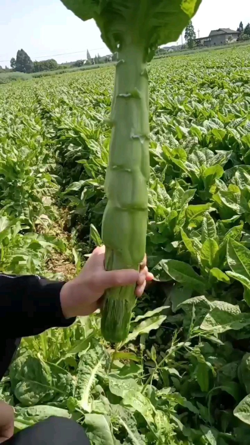 三青莴笋青优一号包走车现场看货欢迎老板电话联系