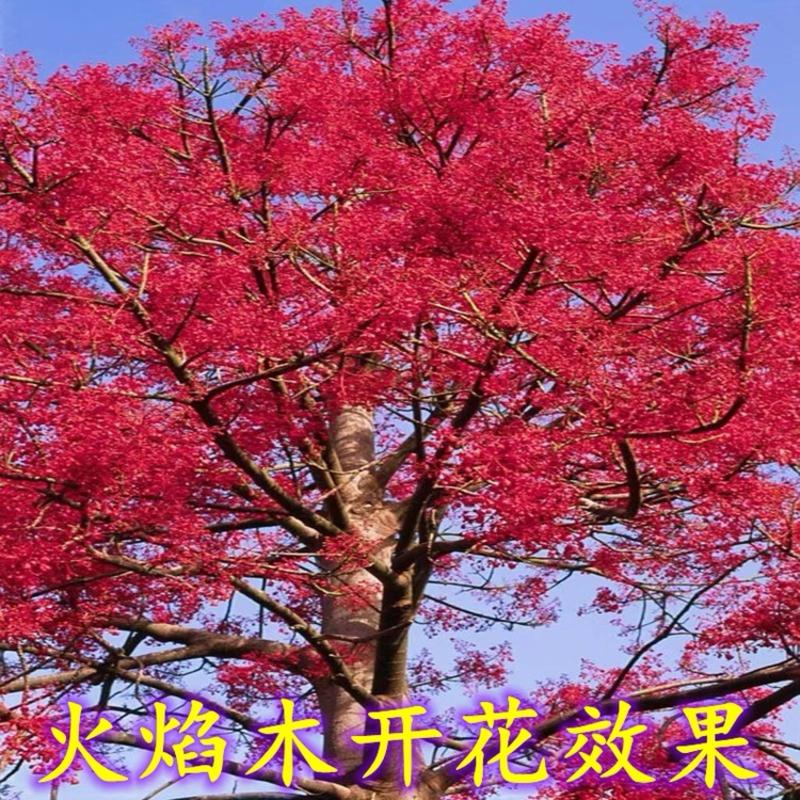 进口澳洲火焰木树年火焰木南方庭院花苗花树绿化种植