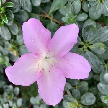 皋月杜鹃花：熏风4年苗