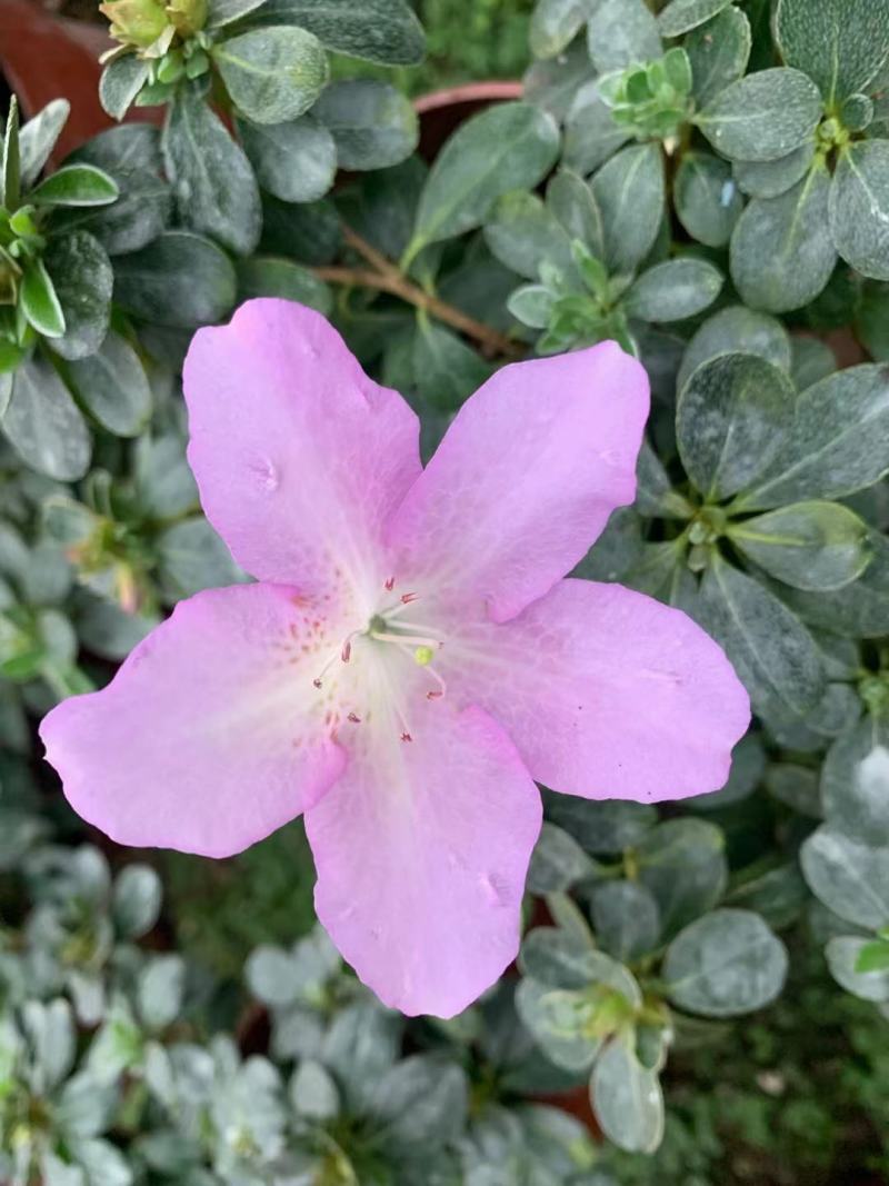 皋月杜鹃花：熏风4年苗
