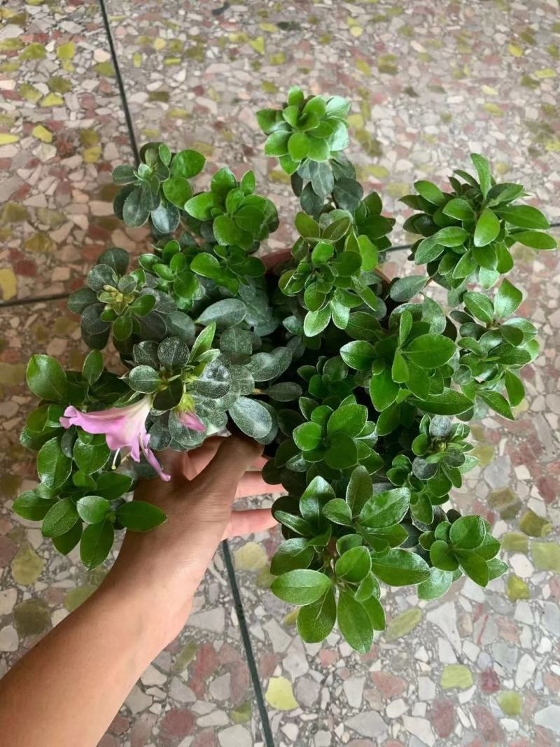 皋月杜鹃花：熏风4年苗