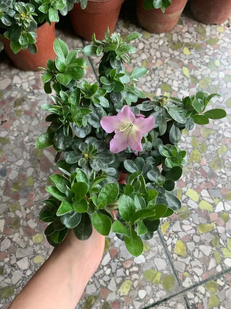 皋月杜鹃花：熏风4年苗