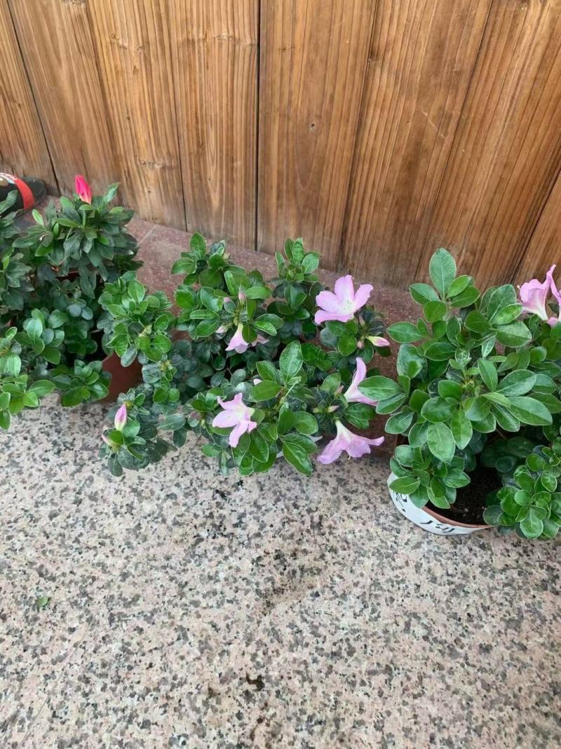 皋月杜鹃花：熏风4年苗