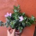 皋月杜鹃花：熏风4年苗