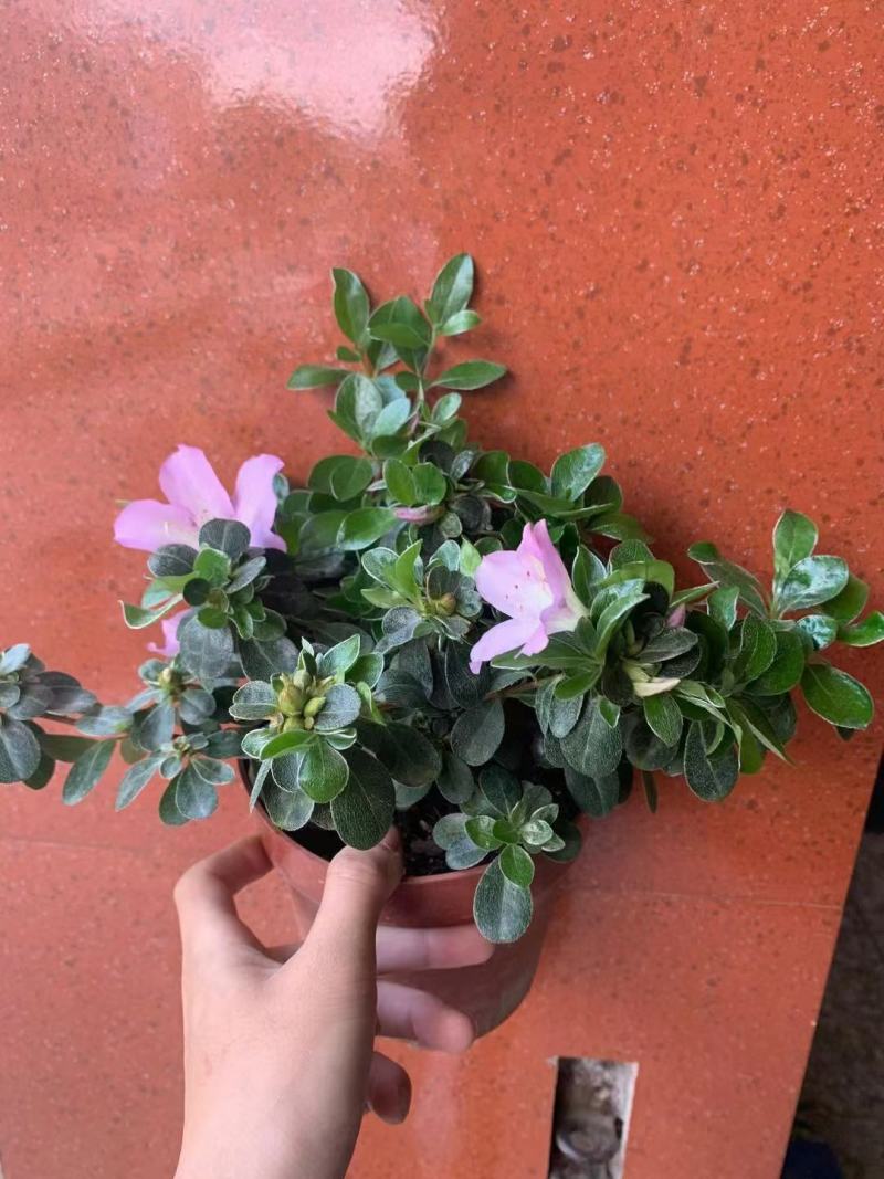 皋月杜鹃花：熏风4年苗