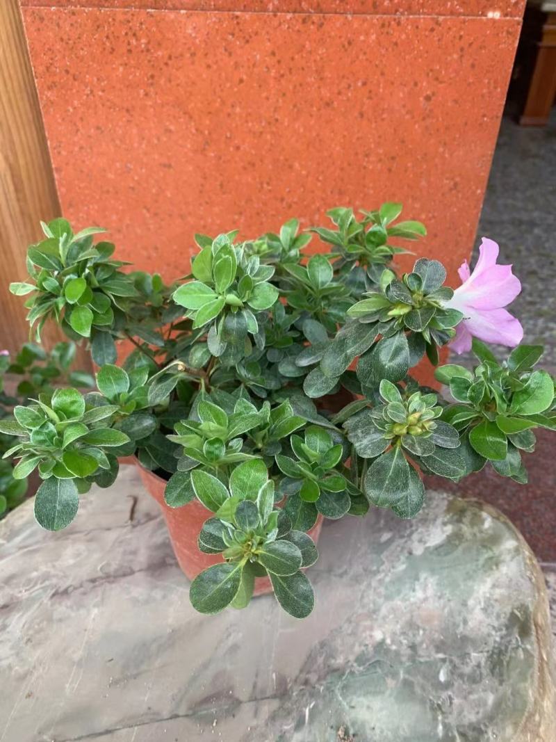皋月杜鹃花：熏风4年苗