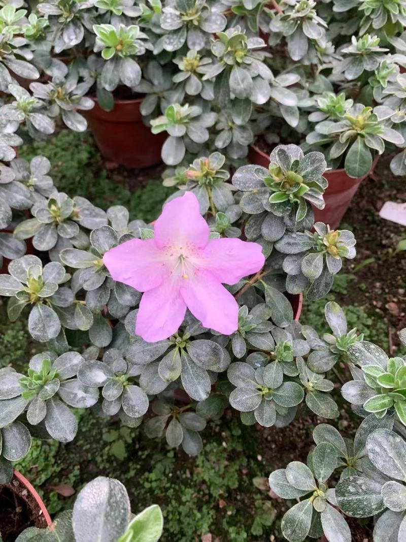 皋月杜鹃花：熏风4年苗