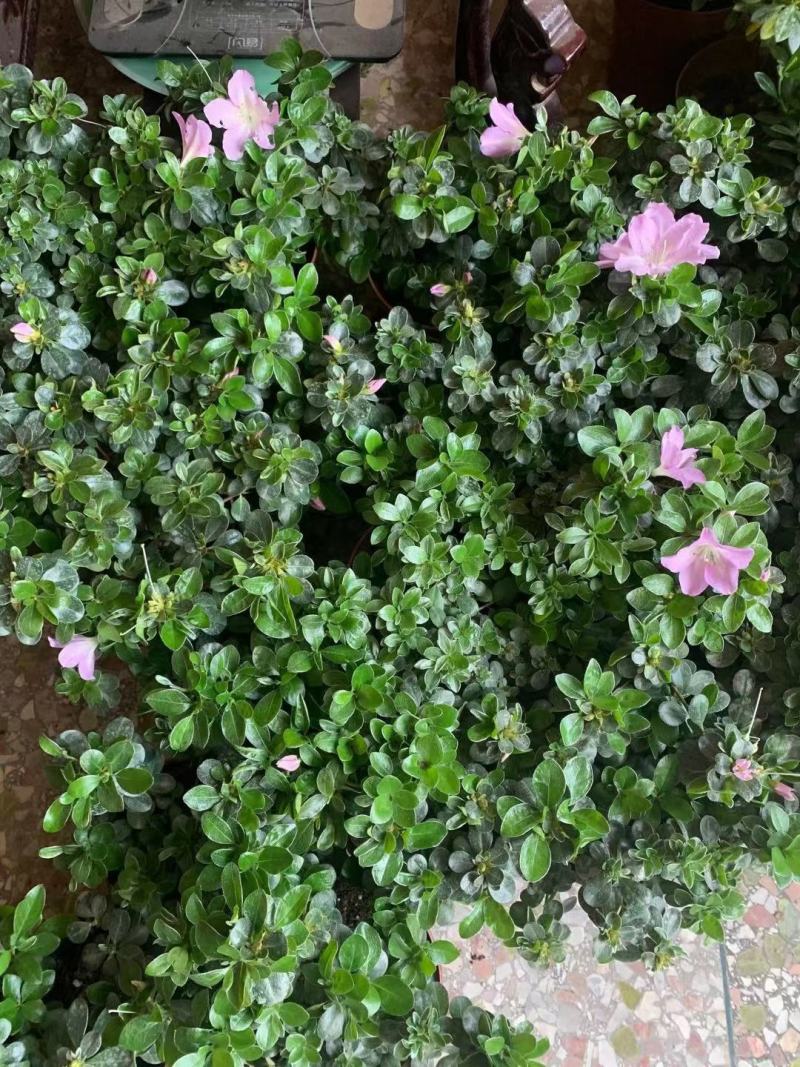 皋月杜鹃花：熏风4年苗
