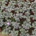 皋月杜鹃花：熏风4年苗