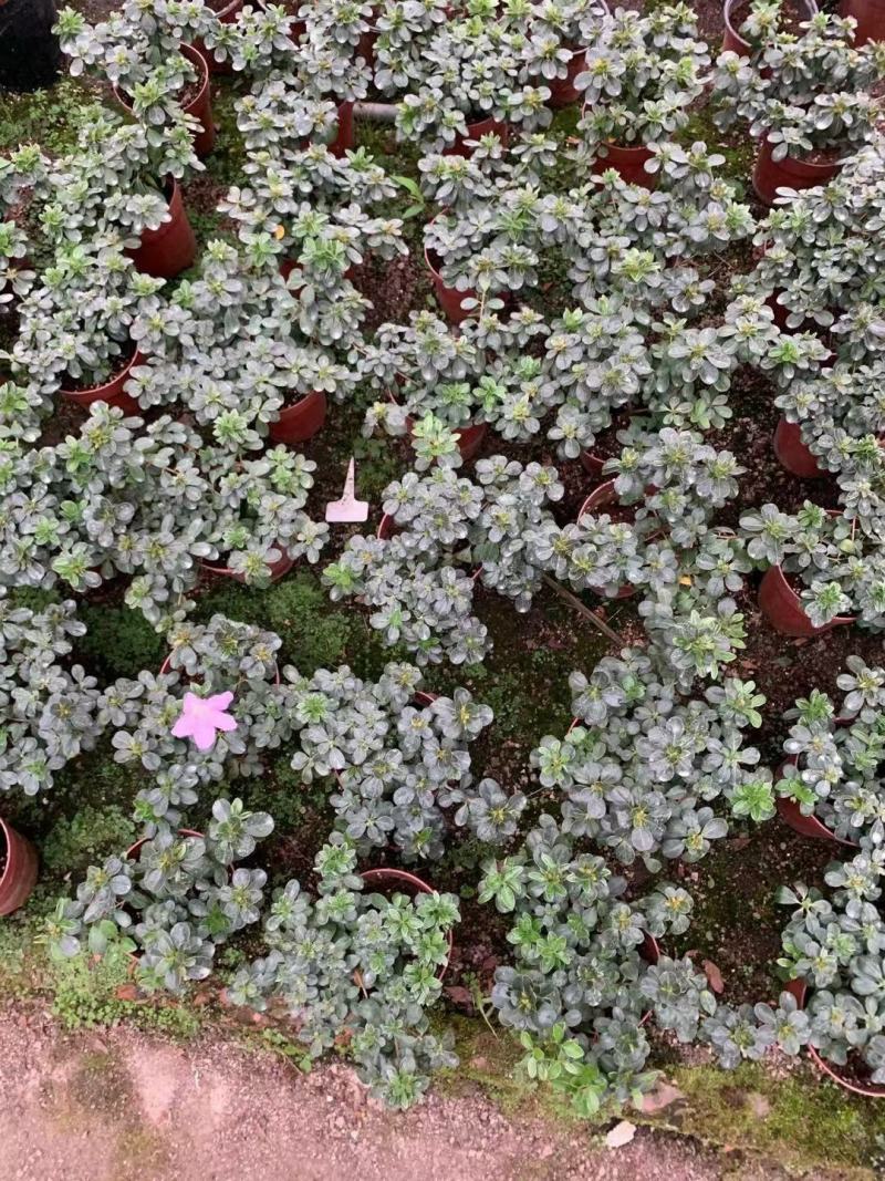 皋月杜鹃花：熏风4年苗
