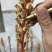 优质天麻硕果乌红杂交天麻果子0代种培育质量保证