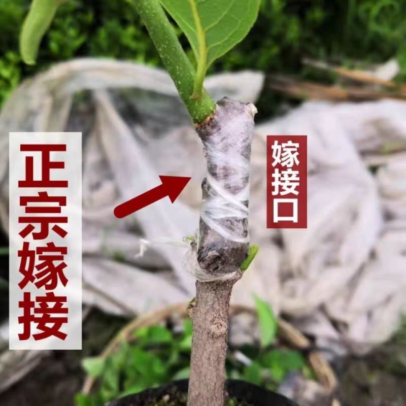 黄龙释迦果苗特大新品种黄龙释迦果嫁接苗当年结果