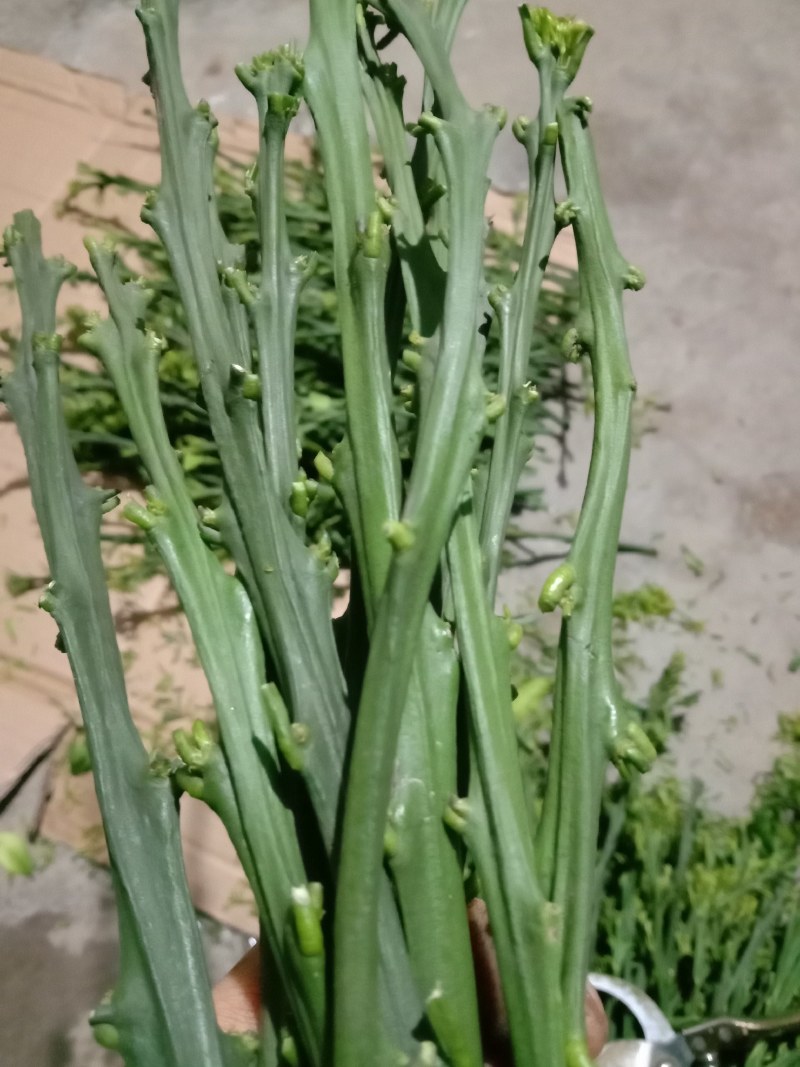 爱媛28号柑橘枝条，红美人枝条，芽眼饱满，养分足