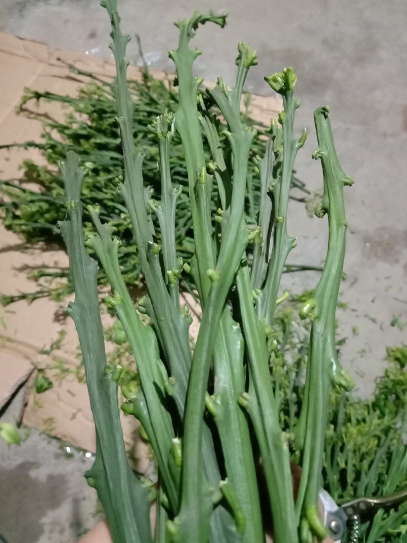 爱媛28号柑橘枝条，红美人枝条，芽眼饱满，养分足