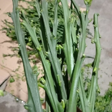 爱媛28号柑橘枝条，红美人枝条，芽眼饱满，养分足