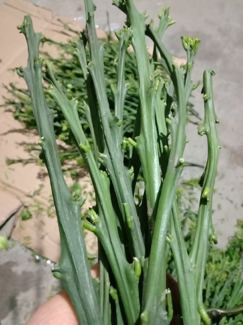 爱媛28号柑橘枝条，红美人枝条，芽眼饱满，养分足