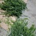 爱媛28号柑橘枝条，红美人枝条，芽眼饱满，养分足