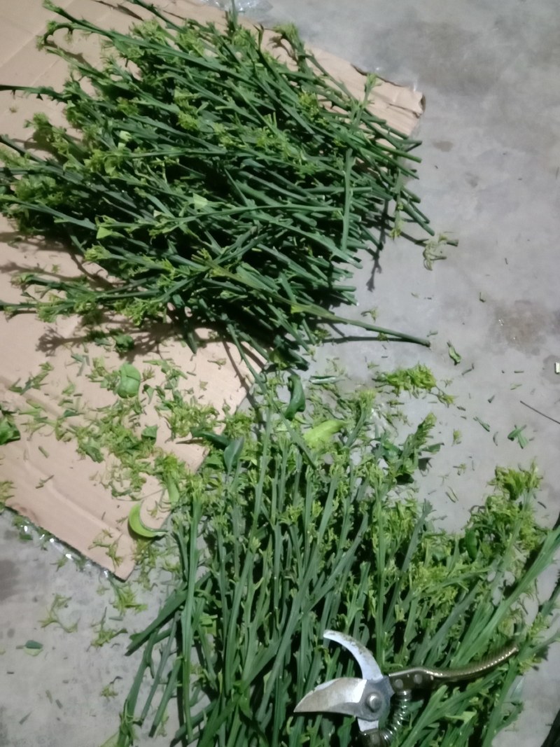 爱媛28号柑橘枝条，红美人枝条，芽眼饱满，养分足