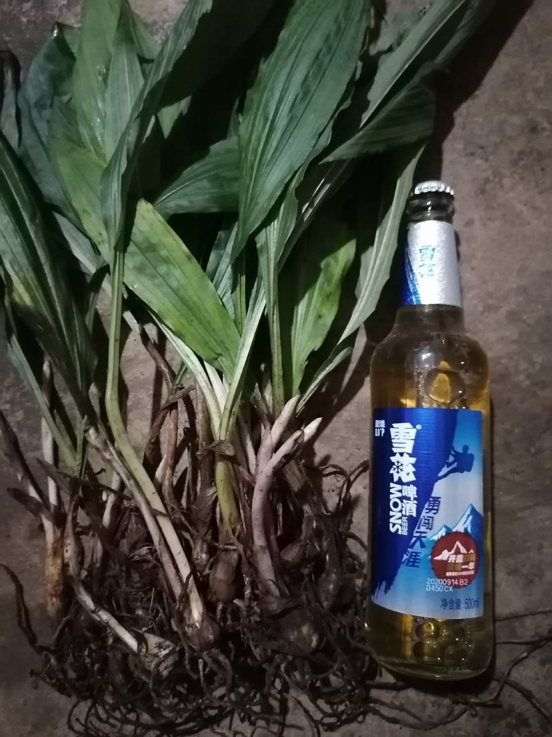 云南文山野生毛慈姑山慈姑鲜干货大量供应中