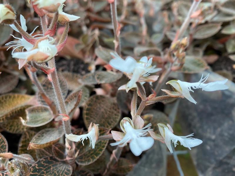 【新技术】金线莲种植，采用无菌种植，成活率百分九十九