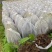 【新技术】金线莲种植，采用无菌种植，成活率百分九十九