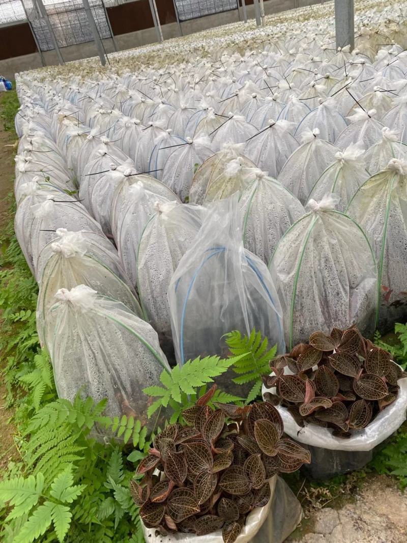 【新技术】金线莲种植，采用无菌种植，成活率百分九十九