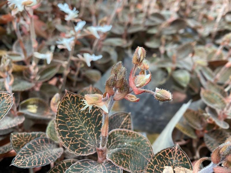 【新技术】金线莲种植，采用无菌种植，成活率百分九十九