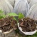 【新技术】金线莲种植，采用无菌种植，成活率百分九十九