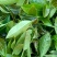 高山名茶大坪土山茶潮汕八仙茶惠来高山茶1斤诏安八仙茶