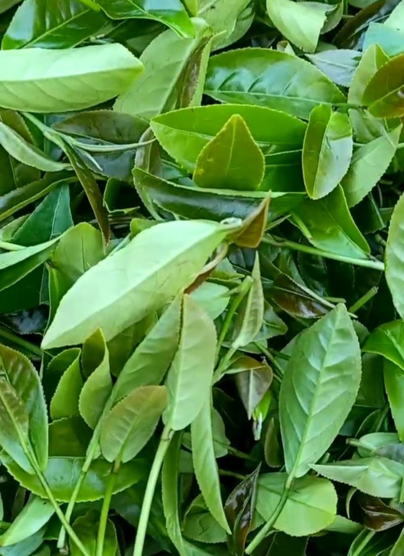 高山名茶大坪土山茶潮汕八仙茶惠来高山茶1斤诏安八仙茶
