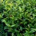 高山名茶大坪土山茶潮汕八仙茶惠来高山茶1斤诏安八仙茶
