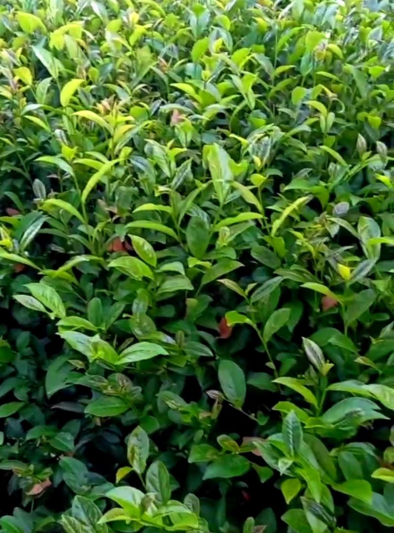 高山名茶大坪土山茶潮汕八仙茶惠来高山茶1斤诏安八仙茶