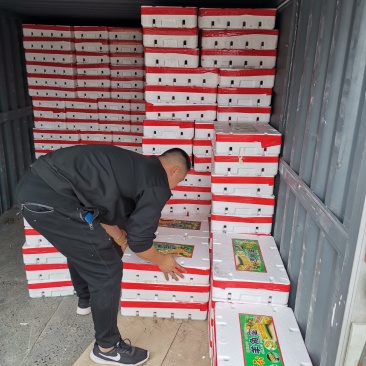 潍坊产地农产品精品博洋系列甜瓜产地直供品质有保证