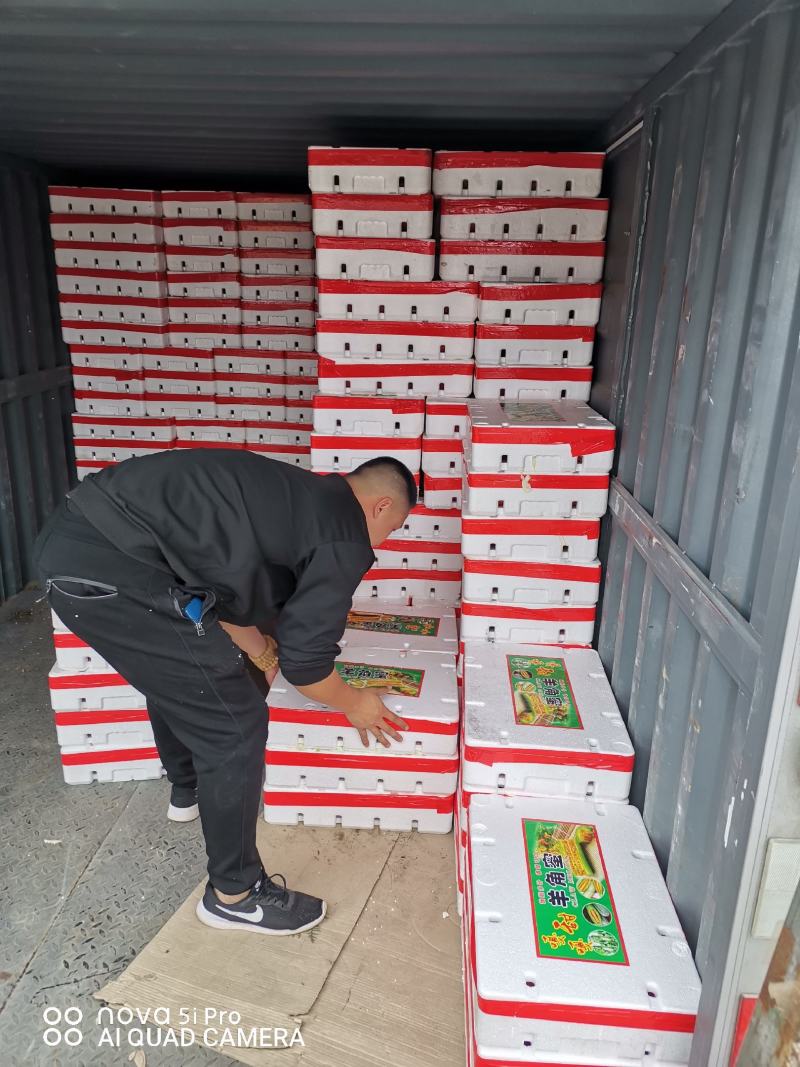 潍坊产地农产品精品博洋系列甜瓜产地直供品质有保证