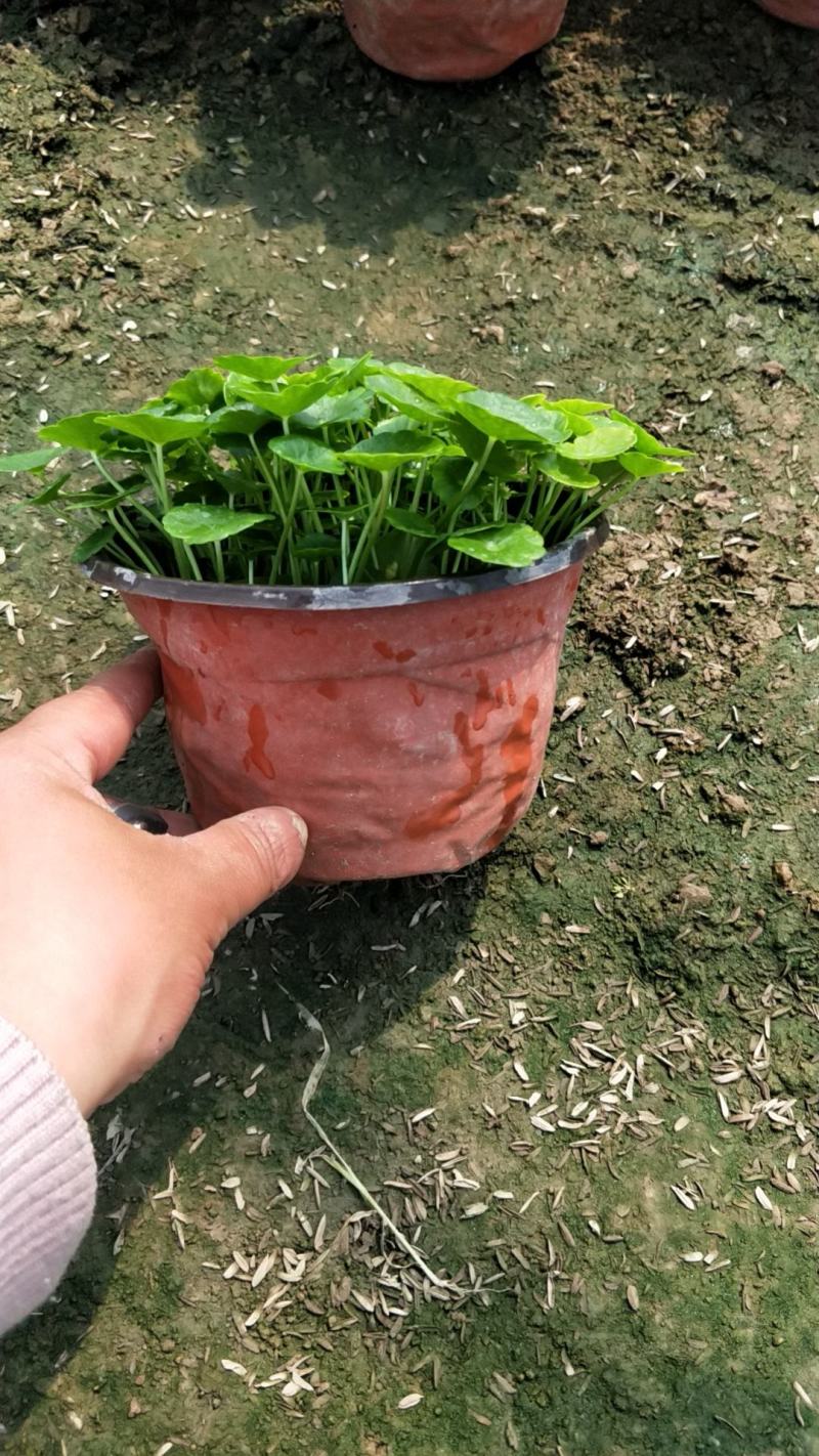 铜钱草青州铜钱草山东铜钱草盆景铜钱草室内