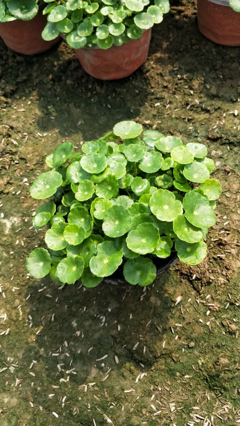 铜钱草青州铜钱草山东铜钱草盆景铜钱草室内