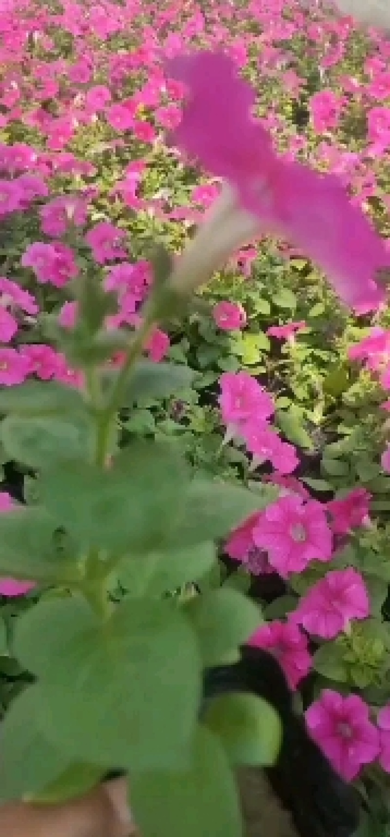 绿化八仙花，绿化绣球，绿化无尽夏绣球，多色绣球，花境绣球